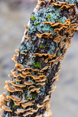 İspanya 'nın Segovia eyaletindeki Granja de San Ildefonso kasabasındaki meşeleri liken kaplamıştır.