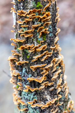 İspanya 'nın Segovia eyaletindeki Granja de San Ildefonso kasabasındaki meşeleri liken kaplamıştır.