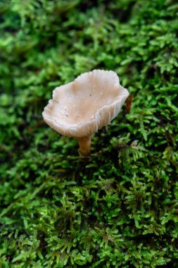 İspanya 'nın Segovia eyaletindeki Granja de San Ildefonso kasabasında yosun yetişiyor.