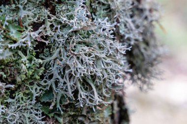 Oak Moss Lichen Ağaçta büyüyor