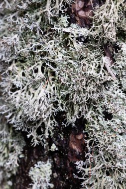 Oak Moss Lichen Ağaçta büyüyor