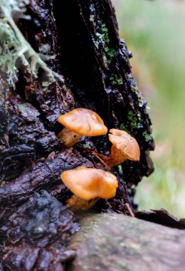 Sierra de Guadarrama Ulusal Parkı 'nda küçük mantarlar, Madrid, İspanya