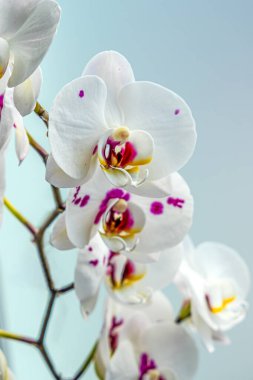 Mor merkezli beyaz orkide, açık arkaplanda izole edilmiş.