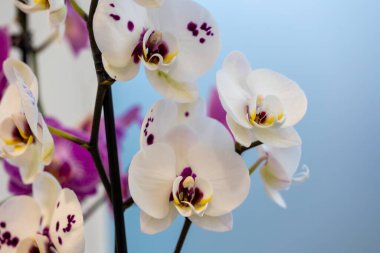 Mor merkezli beyaz orkide, açık arkaplanda izole edilmiş.