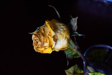 Kurumuş sarı gül ve siyah arkaplan