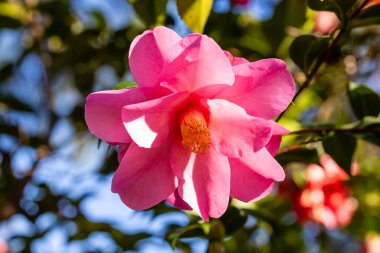 Camellia X Williamsii Brigadon çiçeği Madrid 'de bir bahçede yetişir.
