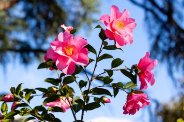 Camellia X Williamsii Brigadon çiçeği Madrid 'de bir bahçede yetişir.