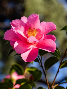 Camellia X Williamsii Brigadon çiçeği Madrid 'de bir bahçede yetişir.