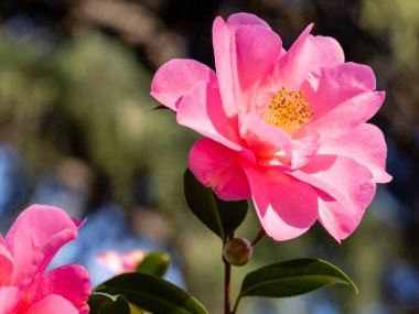 Camellia X Williamsii Brigadon çiçeği Madrid 'de bir bahçede yetişir.
