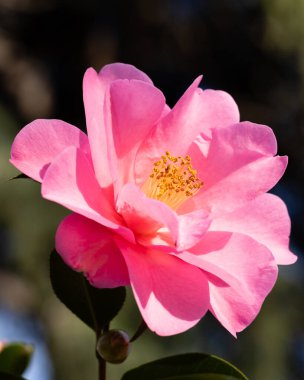 Camellia X Williamsii Brigadon çiçeği Madrid 'de bir bahçede yetişir.