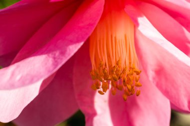 Camellia X Williamsii Brigadon çiçeği Madrid 'de bir bahçede yetişir.