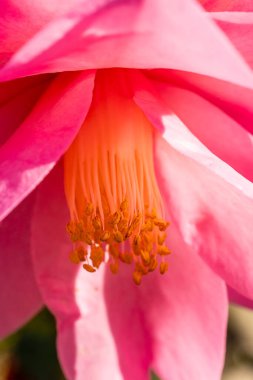 Camellia X Williamsii Brigadon çiçeği Madrid 'de bir bahçede yetişir.