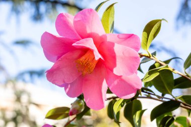 Camellia X Williamsii Brigadon çiçeği Madrid 'de bir bahçede yetişir.