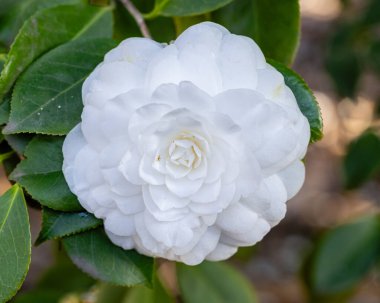 Camellia Japonica Alba Plena çiçeği Madrid 'de bir bahçede yetişiyor.