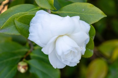 Camellia Japonica Alba Plena çiçeği Madrid 'de bir bahçede yetişiyor.