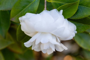 Camellia Japonica Alba Plena çiçeği Madrid 'de bir bahçede yetişiyor.