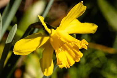 Narcissus Altın Disk. Bu türün alışılmadık derecede parlak, neon sarısı ve dalgalı, hafif kıvrımlı büyük yaprakları vardır..
