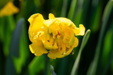 Narcissus Altın Disk. Bu türün alışılmadık derecede parlak, neon sarısı ve dalgalı, hafif kıvrımlı büyük yaprakları vardır..