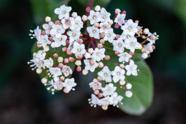 Durillo denilen Viburnum Tinus Compactum çiçeği Madrid 'de bir bahçede ekildi.