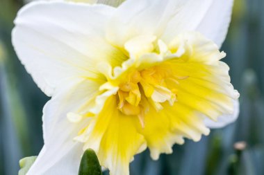 Narcissus Buz Kralı Madrid 'de bir bahçede yetiştirildi.