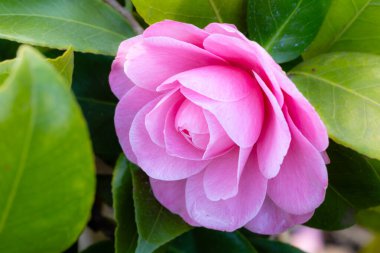 Camellia Japonica Nuccios Cameo çiçeği Madrid 'de bir bahçede yetişir.