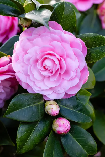 Camellia Japonica Nuccios Cameo çiçeği Madrid 'de bir bahçede yetişir.