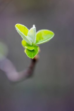 Cydona Oblonga Madrid 'de bir bahçede yetişen ağacın dalında filizleniyor.