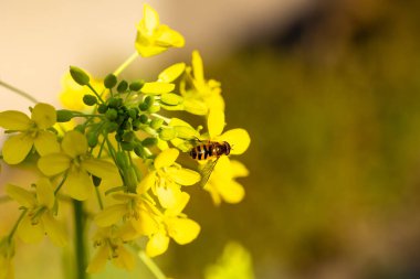 İspanya 'da Grelos de Santiago adlı şalgam çiçekleri Madrid' de bir bahçede yetişir.