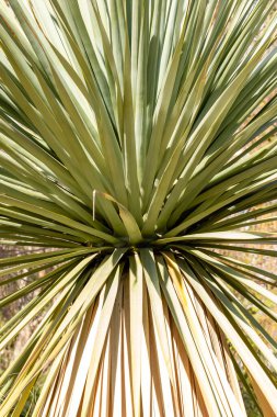 Yucca bitkisi bahçede yetişir.