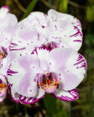 Tropik bir bahçede saksıdan sarkan çiçeklerle dolu orkide sapı