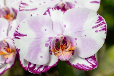 Tropik bir bahçede saksıdan sarkan çiçeklerle dolu orkide sapı