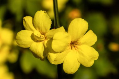 Jasminum Mesnyi 'nin çiçeğine yasemin denir. Bahçede yetiştirilir.