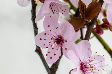 Japonya kirazı ve budama ailesi olarak bilinen süs ağacının çiçekleri.