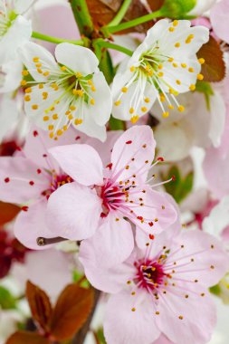 Japonya kirazı ve budama ailesi olarak bilinen süs ağacının çiçekleri.