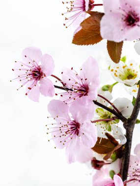 Japonya kirazı ve budama ailesi olarak bilinen süs ağacının çiçekleri.