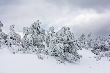 Mart 2024 'te Madrid' deki Sierra de Guadarrama 'da Puerto de Navacerrada' nın karlı manzaraları