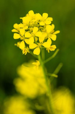 Madrid 'de halka açık bir parktaki güzel Brassica elongata çiçeğinin resmini kapat.