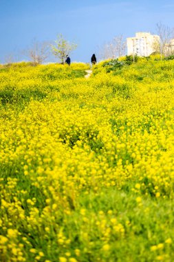 Madrid 'de halka açık bir parktaki güzel Brassica elongata çiçeğinin resmini kapat.