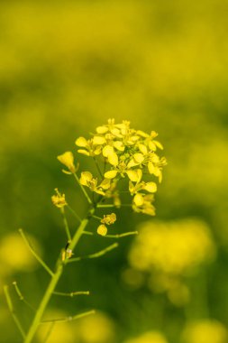 Madrid 'de halka açık bir parktaki güzel Brassica elongata çiçeğinin resmini kapat.