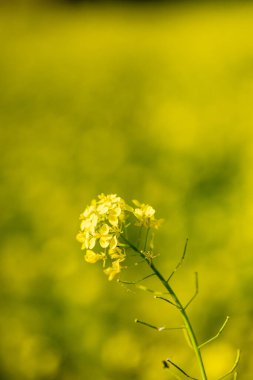 Madrid 'de halka açık bir parktaki güzel Brassica elongata çiçeğinin resmini kapat.