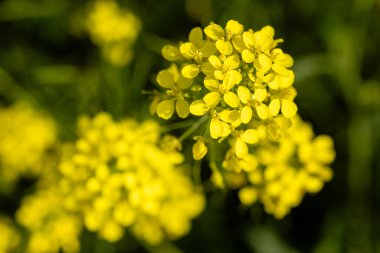 Madrid 'de halka açık bir parktaki güzel Brassica elongata çiçeğinin resmini kapat.