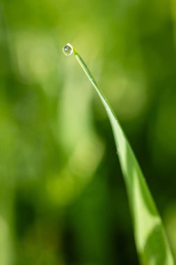 Siyah arka planda taze yeşil yaprakların üzerindeki yağmur damlaları. Yaprakların üzerindeki makro su damlacıkları..