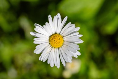 Madrid 'de bir bahçede papatya çiçekleri