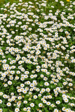 Madrid 'de bir bahçede papatya çiçekleri