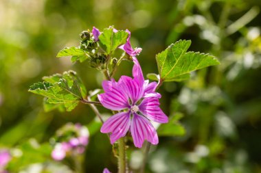 Madrid 'de kentsel bir arazide malva çiçeği