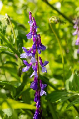 Madrid 'de kentsel bir arazide veza pelosa çiçeği