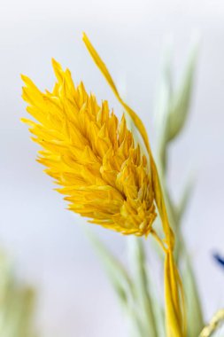 Kurumuş renkli çiçekler süslemeye hazır.