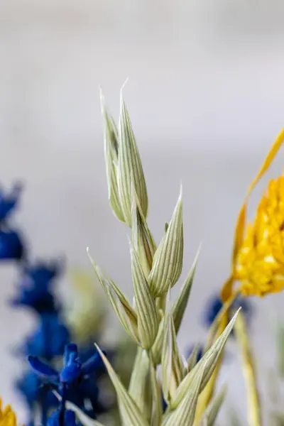 Díszítésre Kész Szárított Színes Virágok Stock Fotó