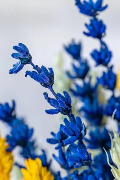 Díszítésre Kész Szárított Színes Virágok Stock Fotó