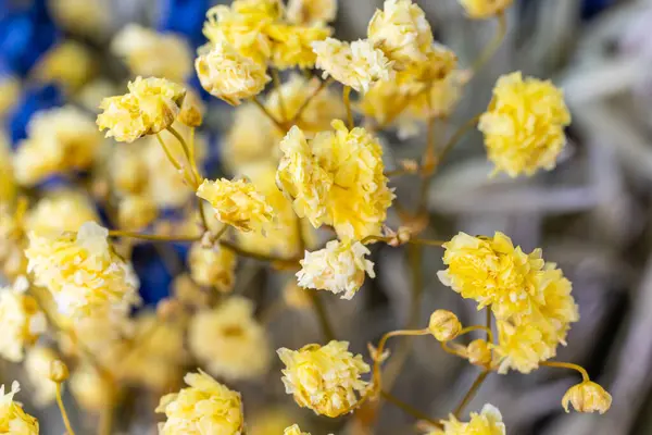 Díszítésre Kész Szárított Színes Virágok Stock Kép